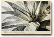 Paul Sinus Wandbild 120x80cm Pflanze Aquarell modern beige schwarz botanische Kunst Kunstdruck grosses Kunstbild elegante Wanddekoration fuer Wohnzimmer Büro Flur