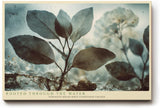 Paul Sinus Wandbild 120x80cm Pflanze im Wasser Natur Makro Fotokunst grün blau Kunstdruck ruhige botanische