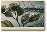 Paul Sinus Wandbild 120x80cm Pflanzenzweig im Wasser dynamische Naturfotografie frische botanische Kunst stilvolle Wanddekoration fuer Wohnzimmer Büro