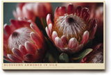 Paul Sinus Wandbild 120x80cm Protea Blueten Makrofotografie farbenreiche Blumen Kunst