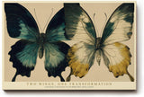 Paul Sinus Wandbild 120x80cm Schmetterlinge Kunstmotiv Elegante Natur Illustration mit Zwei Schmetterlingen und Symbol fuer Wandel und Leichtigkeit