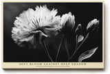 Paul Sinus Wandbild 120x80cm Schwarz Weiss Blume elegante Makro Blumenfotografie moderne Natur Wanddekoration