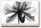 Paul Sinus Wandbild 120x80cm Schwarz Weiss Blumen Makrofotografie elegante botanische Blüte moderne Monochrom Kunst stilvolle