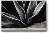 Paul Sinus Wandbild 120x80cm Schwarz Weiss Pflanzen Makrofotografie elegante botanische Blattstruktur modernes Natur Kunstbild für Wohnzimmer Büro Flur