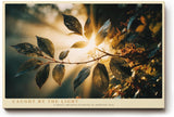 Paul Sinus Wandbild 120x80cm Sonnenlicht durch Blaetter Natur Fotokunst warmes Licht botanisches Motiv gruen gold moderne Wanddekoration fuer Wohnzimmer Büro