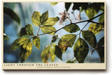 Paul Sinus Wandbild 120x80cm Sonnenlicht durch Blaetter Naturfotografie gruene Pflanzen moderne Naturkunst stilvolle Wanddekoration fuer Wohnzimmer Büro