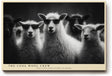 Paul Sinus Wandbild 120x80cm The Cool Wool Crew Lustige Schafe mit Sonnenbrillen Schwarz Weiss Tierkunst fuer Wohnzimmer Büro und Flur