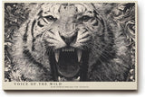 Paul Sinus Wandbild 120x80cm Tiger Portrait Schwarz Weiß Wildtier Kunst für Wohnzimmer Büro und Atelier