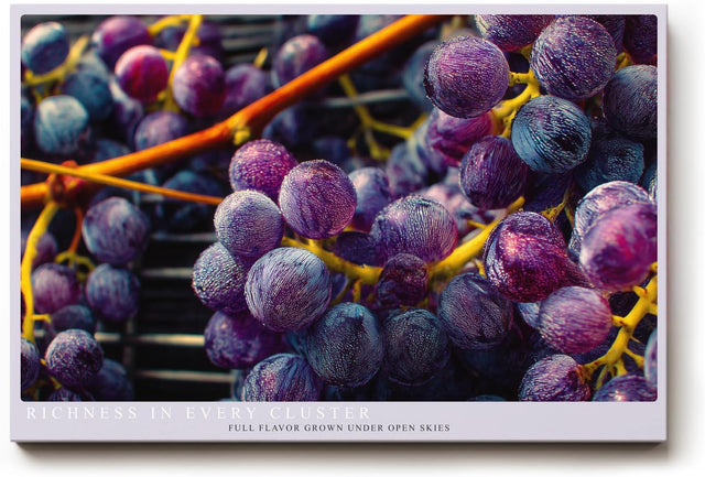 Paul Sinus Wandbild 120x80cm Trauben Makro Fotokunst modern violett blau Obst Kunstdruck grosses Kunstbild frische Wanddekoration fuer Kueche Esszimmer Wohnzimmer
