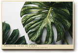 Paul Sinus Wandbild 120x80cm Tropical Leaf in Light tropisches Monstera Blatt botanische Natur Fotokunst modernes Pflanzen Poster für Wohnzimmer Büro