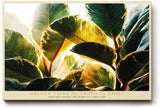 Paul Sinus Wandbild 120x80cm Tropische Blaetter Sonnenlicht botanische Kunst Wanddekoration grüne Pflanzen Naturmotiv Wohnzimmer Schlafzimmer