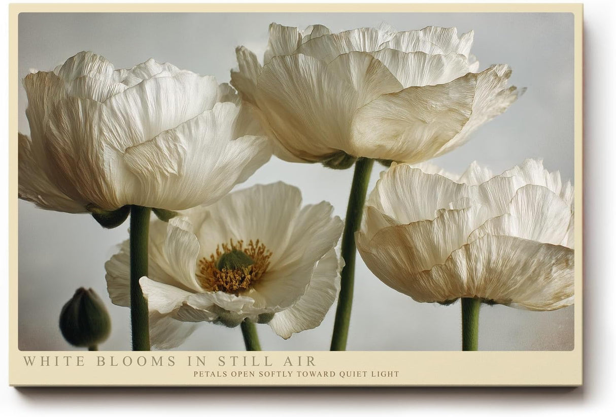 Paul Sinus Wandbild 120x80cm White Blooms in Still Air Elegante Weisse Blueten Fotokunst fuer Wohnzimmer Schlafzimmer und Büro