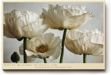 Paul Sinus Wandbild 120x80cm White Blooms in Still Air Elegante Weisse Blueten Fotokunst fuer Wohnzimmer Schlafzimmer und Büro