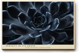 Paul Sinus Wandbild 120x80cm dunkle Sukkulente Makrofotografie moderne Pflanzenkunst elegantes Naturmotiv stilvolle Wanddekoration fuer Wohnzimmer Büro