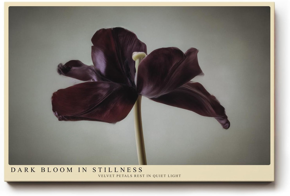 Paul Sinus Wandbild 120x80cm dunkle Tulpe minimalistische Blumenfotografie modern Kunstdruck grosses Wandbild 120x80cm elegante Wanddekoration fuer Wohnzimmer Büro