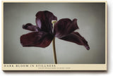 Paul Sinus Wandbild 120x80cm dunkle Tulpe minimalistische Blumenfotografie modern Kunstdruck grosses Wandbild 120x80cm elegante Wanddekoration fuer Wohnzimmer Büro