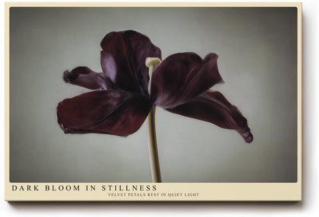 Paul Sinus Wandbild 120x80cm dunkle Tulpe minimalistische Blumenfotografie modern Kunstdruck grosses Wandbild 120x80cm elegante Wanddekoration fuer Wohnzimmer Büro
