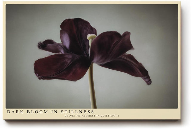 Paul Sinus Wandbild 120x80cm dunkle Tulpe minimalistische Blumenfotografie modern Kunstdruck grosses Wandbild 120x80cm elegante Wanddekoration fuer Wohnzimmer Büro