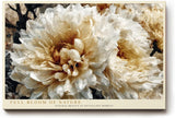 Paul Sinus Wandbild 120x80cm grosse weisse Blueten moderne Blumenmalerei creme beige florale Kunst grosses Kunstbild elegante Wanddekoration fuer Wohnzimmer Büro