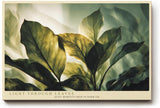 Paul Sinus Wandbild 120x80cm grüne Blätter im Sonnenlicht botanische Natur Fotokunst ruhige Pflanzen Atmosphäre modernes Naturbild für Wohnzimmer Büro