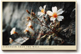 Paul Sinus Wandbild 120x80cm kleine Blumen auf Felsen Naturfotografie zarte weisse Blueten starkes Naturmotiv stilvolle Wanddekoration fuer Wohnzimmer Büro