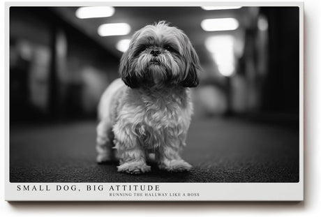 Paul Sinus Wandbild 120x80cm kleiner Hund Schwarz Weiss Fotografie niedliches Tierportrait modernes Hunde Kunstbild für Wohnzimmer Flur Büro