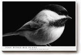 Paul Sinus Wandbild 120x80cm kleiner Vogel Fotokunst schwarz weiss minimalistisch ruhige Natur Tierporträt elegantes Kunstbild moderne