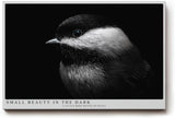 Paul Sinus Wandbild 120x80cm kleiner Vogel im Dunkel Fotokunst schwarz weiss minimalistische Natur Tierportrait elegantes Kunstbild moderne