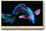 Paul Sinus Wandbild 120x80cm leuchtender Koi Fisch Neon Illustration buntes Unterwasser Kunstposter moderne Tierkunst in blau pink auf schwarzem Hintergrund fuer Wohnzimmer Büro Schlafzimmer