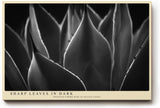 Paul Sinus Wandbild 120x80cm minimalistische Pflanzen Fotokunst Schwarz Weiss Agave Blaetter moderne Naturfotografie elegantes Kunstposter fuer Wohnzimmer Schlafzimmer Büro