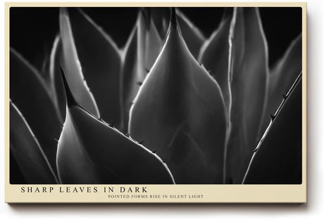 Paul Sinus Wandbild 120x80cm minimalistische Pflanzen Fotokunst Schwarz Weiss Agave Blaetter moderne Naturfotografie elegantes Kunstposter fuer Wohnzimmer Schlafzimmer Büro