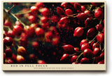 Paul Sinus Wandbild 120x80cm rote Wildbeeren Makrofotografie lebendige Natur Fotokunst mit leuchtenden Farben modernes Fruchtbild für Küche Esszimmer Wohnzimmer
