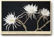 Paul Sinus Wandbild 120x80cm weisse Blueten auf dunklem Hintergrund elegante Blumenfotografie moderne florale Wanddekoration fuer Wohnzimmer Büro