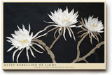 Paul Sinus Wandbild 120x80cm weisse Blueten auf dunklem Hintergrund elegante Blumenfotografie moderne florale Wanddekoration fuer Wohnzimmer Büro