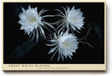 Paul Sinus Wandbild 120x80cm weisse Blueten botanische Kunst auf dunklem Hintergrund elegante Naturfotografie Kunstdruck stilvolle Wanddekoration fuer Wohnzimmer Schlafzimmer