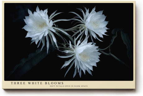 Paul Sinus Wandbild 120x80cm weisse Blueten botanische Kunst auf dunklem Hintergrund elegante Naturfotografie Kunstdruck stilvolle Wanddekoration fuer Wohnzimmer Schlafzimmer