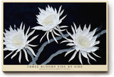 Paul Sinus Wandbild 120x80cm weisse Blumen auf dunklem Hintergrund elegante botanische Kunst moderne Naturfotografie Kunstdruck stilvolle Wanddekoration fuer Wohnzimmer Schlafzimmer Flur