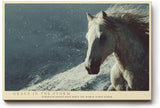 Paul Sinus Wandbild 120x80cm weisses Pferd im Schneesturm kraftvolle Tierfotografie Winterlandschaft dynamische Natur Wanddekoration fuer Wohnzimmer Büro