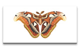Remast_0905_1280x1280.jpg