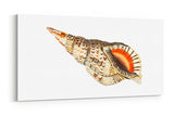 Remast_0906IQC5xazUhVEnA_1280x1280.jpg