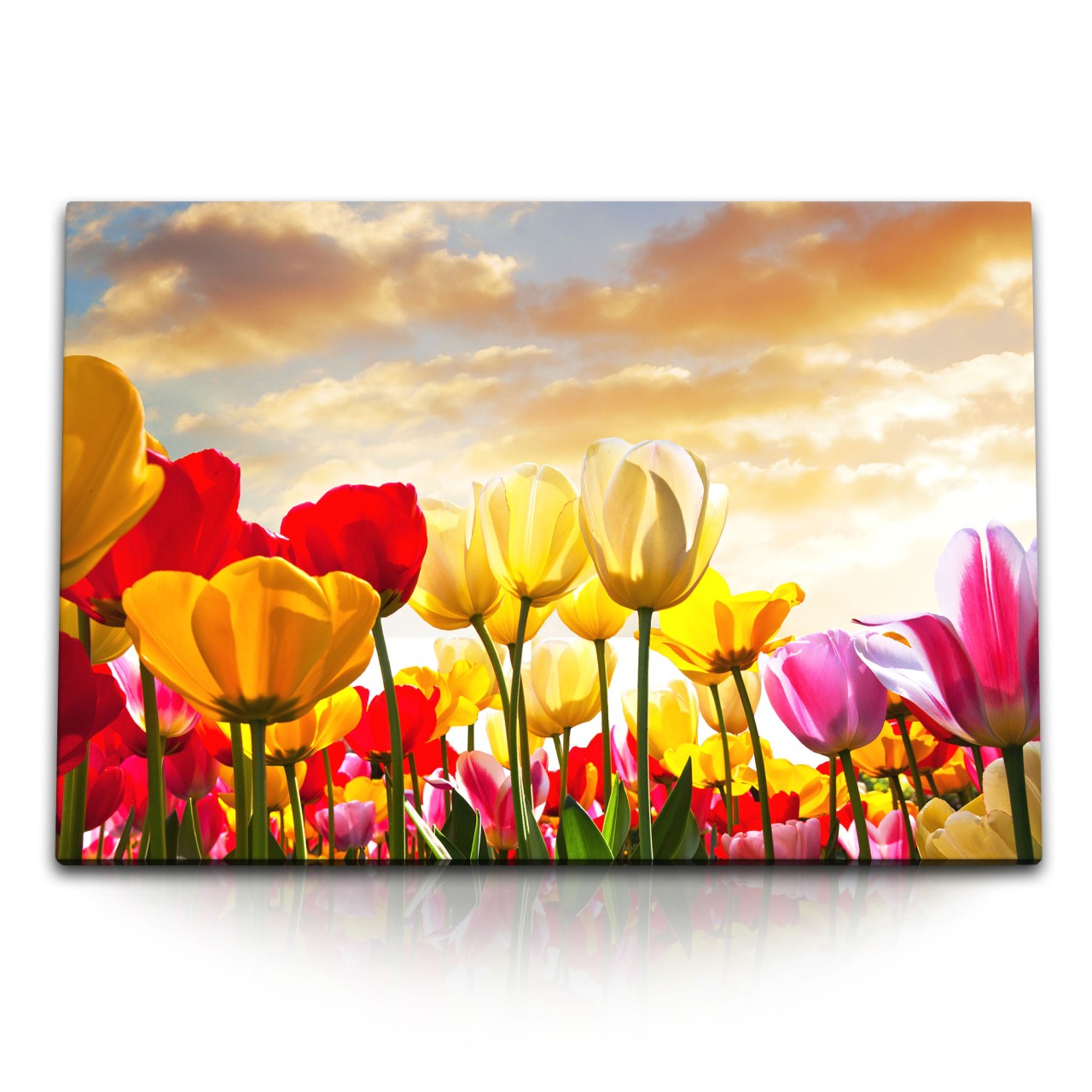 STOCKS_0314Ribj5rgcbPfUM_1280x1280.jpg