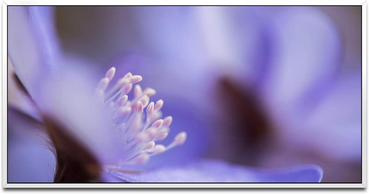 blaue Blume ca. 130x70cm Wandbild inklusive Schattenfugenrahmen weiss - Panorama Leinwand Bild XXL Format Wandbilder Wohnzimmer Wohnung Deko Kunstdrucke