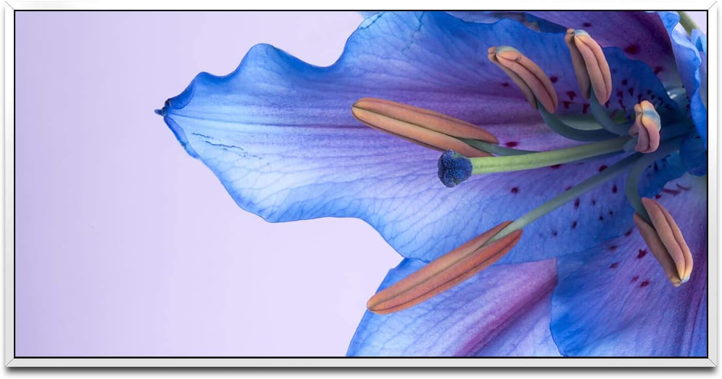 blaue Blumenblüte ca. 130x70cm Wandbild inklusive Schattenfugenrahmen weiss - Panorama Leinwand Bild XXL Format Wandbilder Wohnzimmer Wohnung Deko Kunstdrucke