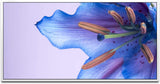 blaue Blumenblüte ca. 130x70cm Wandbild inklusive Schattenfugenrahmen weiss - Panorama Leinwand Bild XXL Format Wandbilder Wohnzimmer Wohnung Deko Kunstdrucke