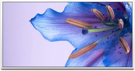 blaue Blumenblüte ca. 130x70cm Wandbild inklusive Schattenfugenrahmen weiss - Panorama Leinwand Bild XXL Format Wandbilder Wohnzimmer Wohnung Deko Kunstdrucke