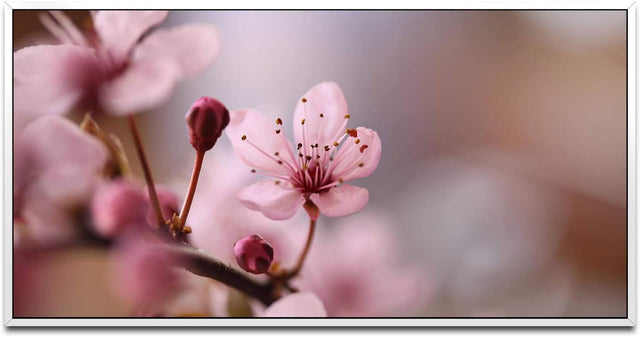 Blumen in rosa ca. 130x70cm Wandbild inklusive Schattenfugenrahmen weiss - Panorama Leinwand Bild XXL Format Wandbilder Wohnzimmer Wohnung Deko Kunstdrucke
