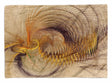 SINUS_ART_1163mQZwQHKTaabsl_1280x1280.jpg