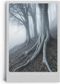 Paul Sinus Leinwandbild 60x90cm geheimnisvolle Waldszene mit nebelverhangenen Bäumen, mystische Wandkunst in kühlen Grautönen mit atmosphärischer Tiefe