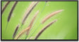 Grashalm ca. 130x70cm Wandbild inklusive Schattenfugenrahmen schwarz - Panorama Leinwand Bild XXL Format Wandbilder Wohnzimmer Wohnung Deko Kunstdrucke