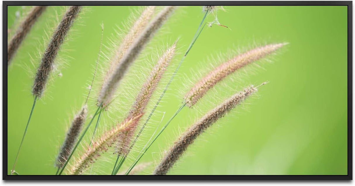 Grashalm ca. 130x70cm Wandbild inklusive Schattenfugenrahmen schwarz - Panorama Leinwand Bild XXL Format Wandbilder Wohnzimmer Wohnung Deko Kunstdrucke